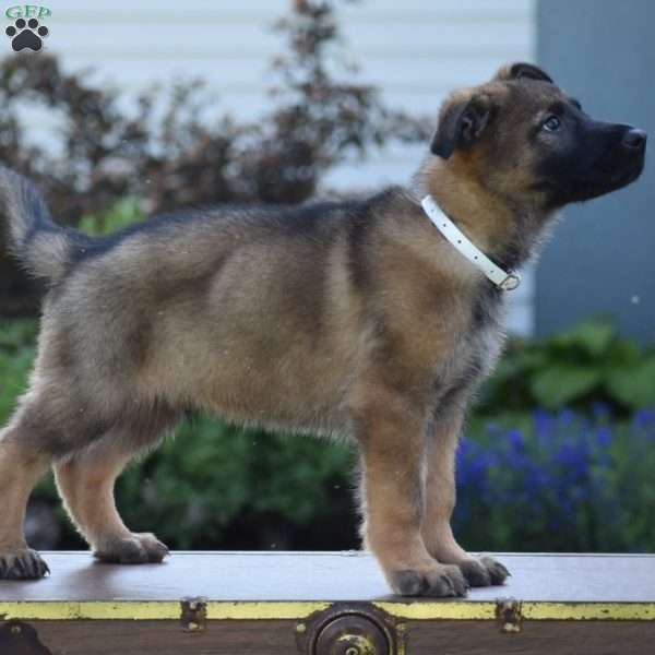 Leon, German Shepherd Puppy
